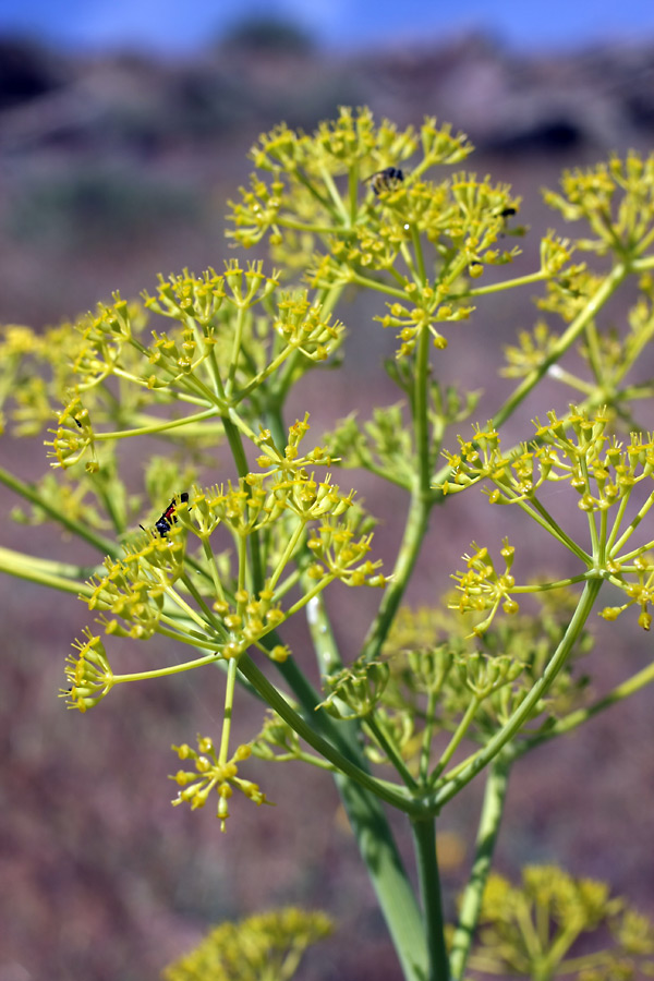 Изображение особи Ferula tenuisecta.