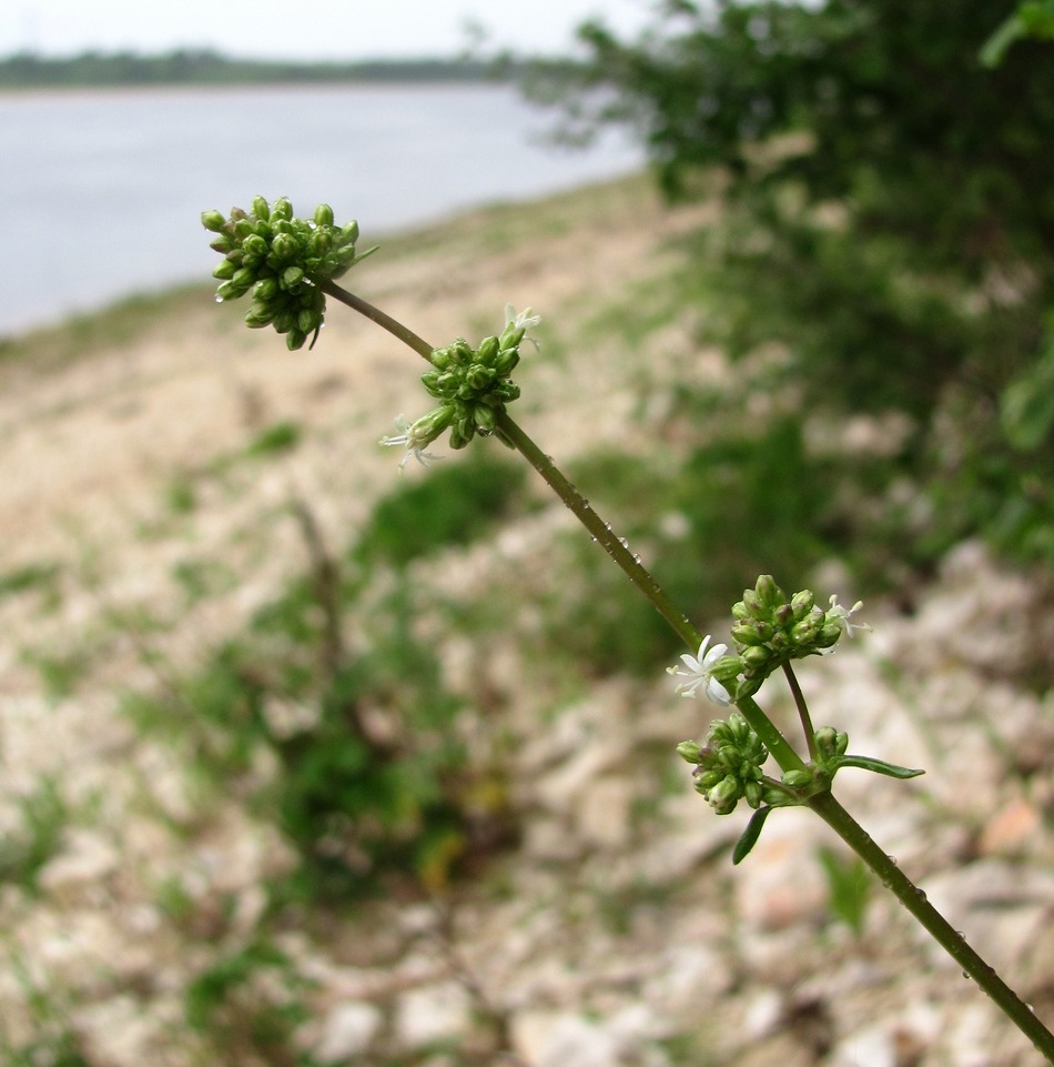 Image of Silene polaris specimen.