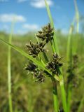 Cyperus fuscus