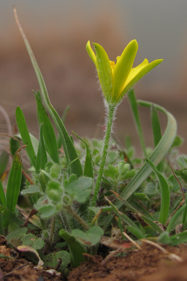 Image of Gagea granatellii specimen.