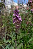 Stachys palustris. Верхушка цветущего растения. Челябинская обл., окр. г. Челябинск, Золотая горка, обочина дороги в берёзовом лесу. 24.08.2015.