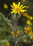 Tragopogon dubius