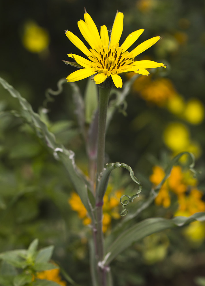 Image of Tragopogon dubius specimen.