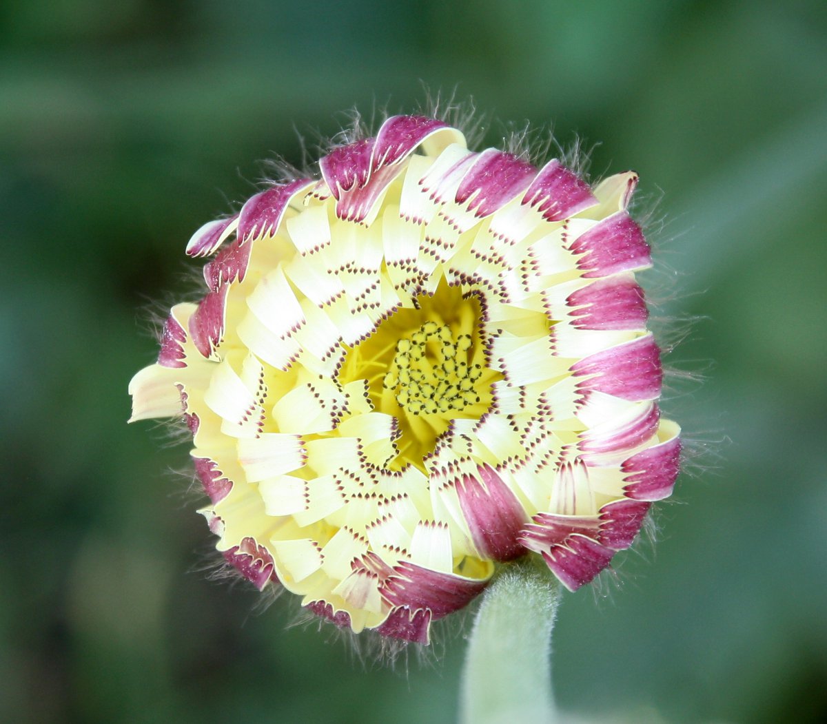 Image of Urospermum dalechampii specimen.