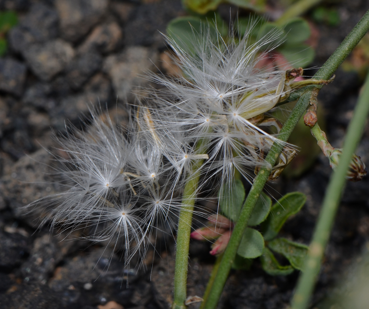 Image of Launaea nudicaulis specimen.
