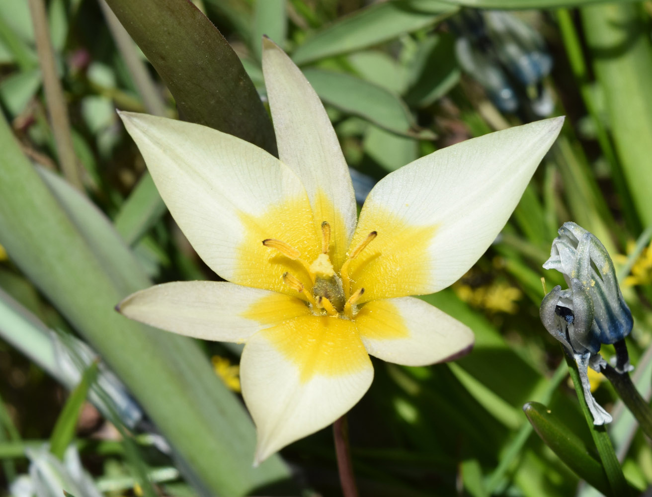 Image of Tulipa bifloriformis specimen.