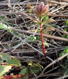 Filipendula ulmaria. Молодой побег. Московская обл., г. Павловский Посад, левый пойменный берег Вохонки у автомоста. 23.04.2016.