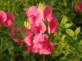 Lathyrus tuberosus. Верхушка цветущего растения. Краснодарский край, г. Новороссийск, берег Суджукской лагуны. 31.05.2014.