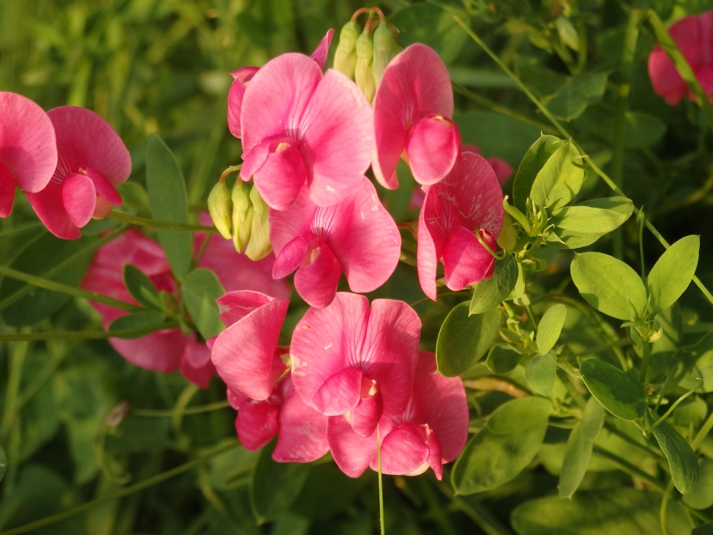 Изображение особи Lathyrus tuberosus.