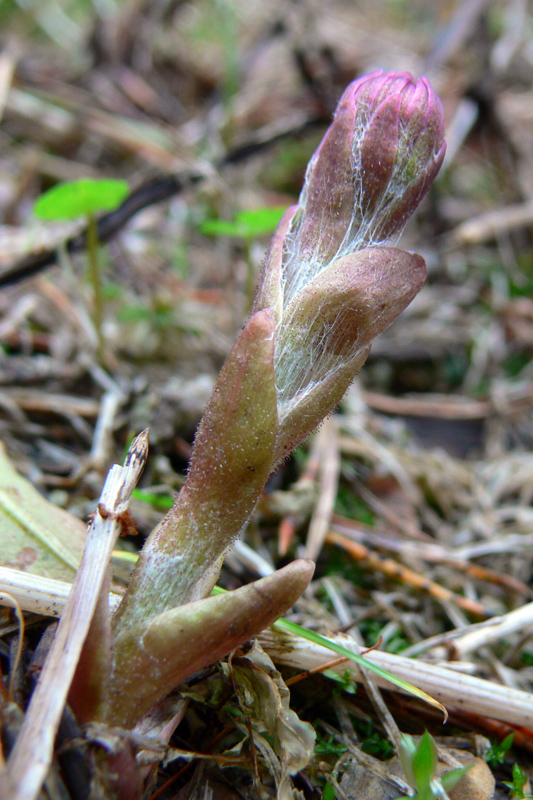 Image of Tussilago farfara specimen.