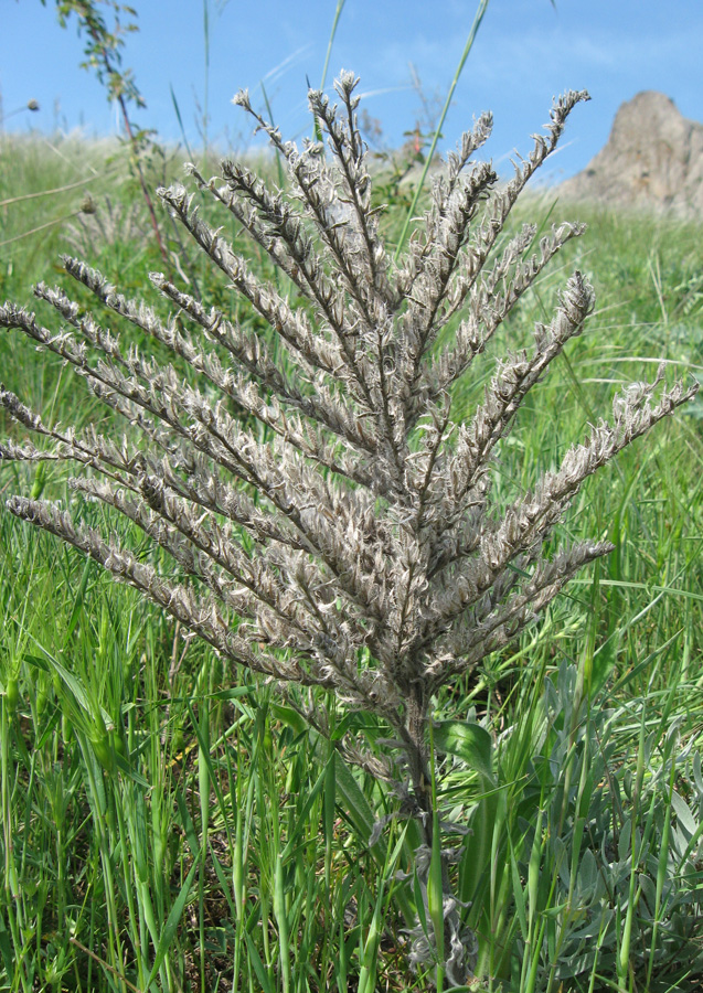 Image of Echium biebersteinii specimen.