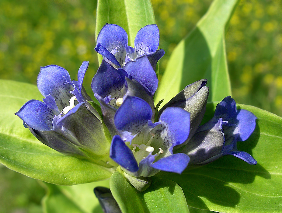 Image of Gentiana cruciata specimen.