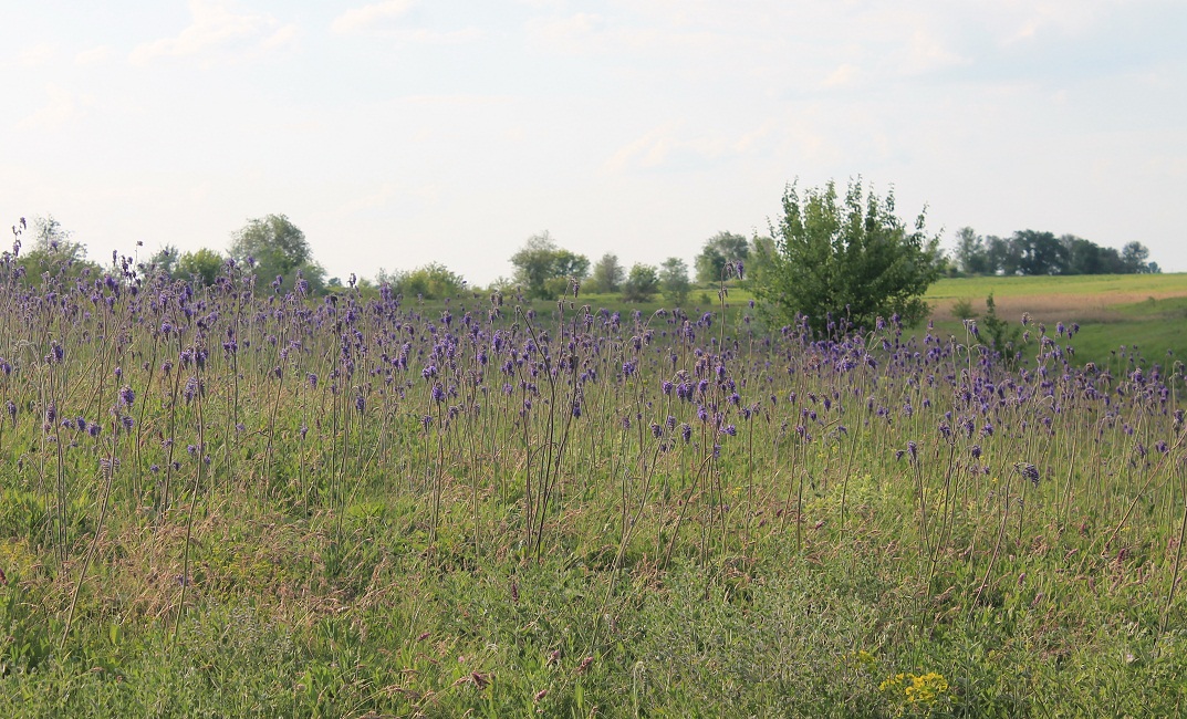 Изображение особи Salvia nutans.