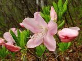 Rhododendron schlippenbachii