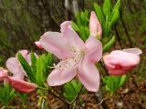 Rhododendron schlippenbachii. Ветвь с цветком и бутонами. Приморье, Хасанский р-н, п-в. Гамова, лес. 09.05.2016.