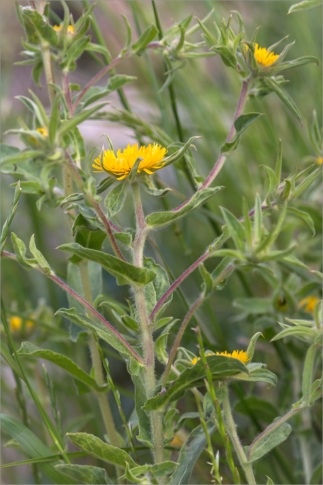 Изображение особи Pallenis spinosa.