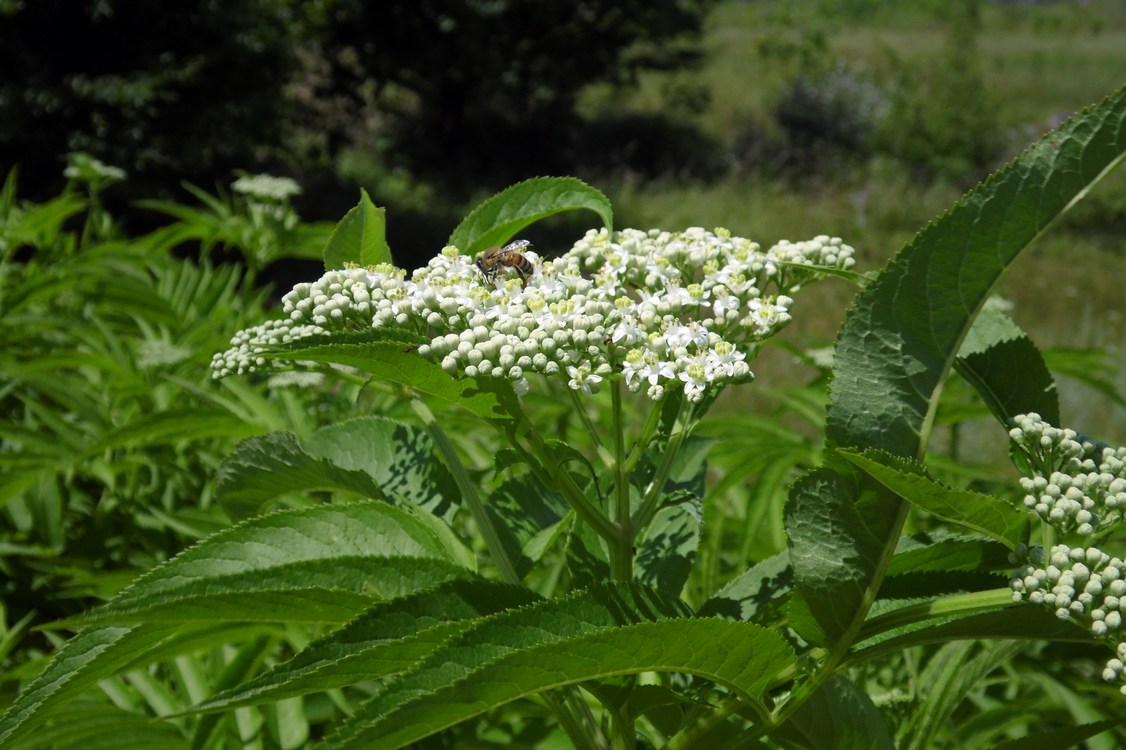 Image of Sambucus ebulus specimen.