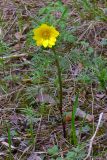Adonis apennina