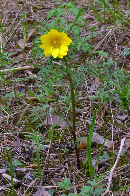 Image of Adonis apennina specimen.