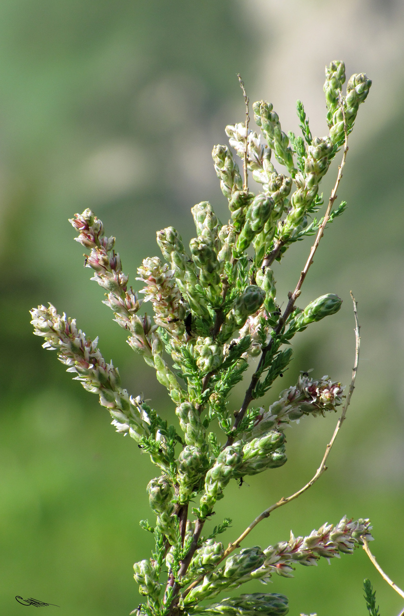 Image of Myricaria squamosa specimen.