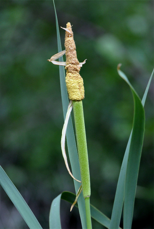 Image of Typha latifolia specimen.