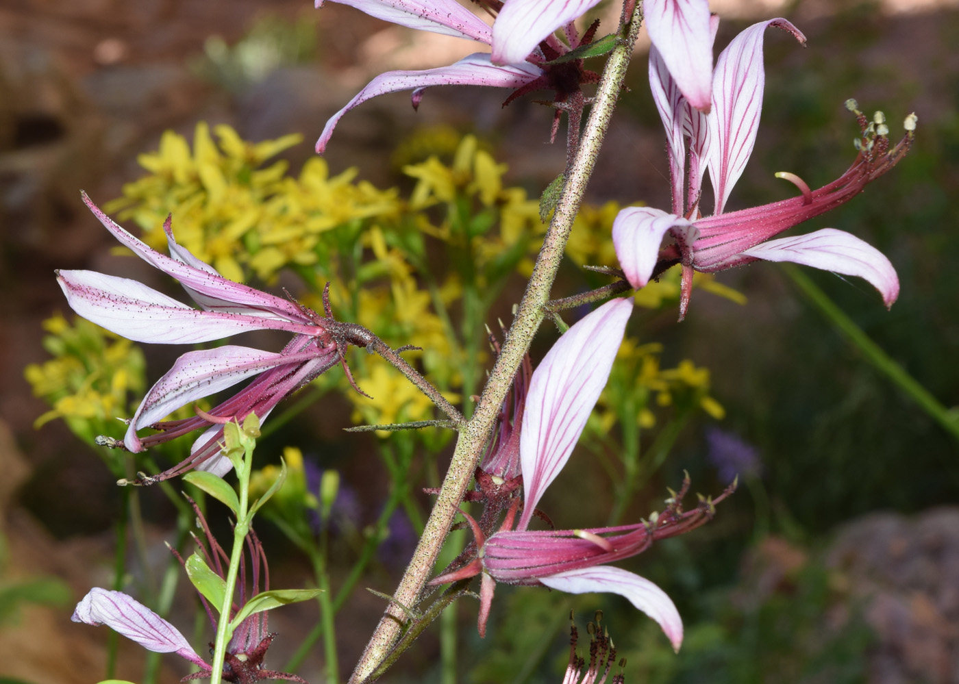 Изображение особи Dictamnus angustifolius.