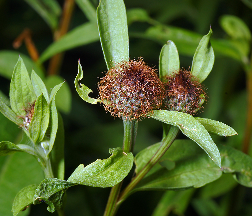 Изображение особи Centaurea pseudophrygia.