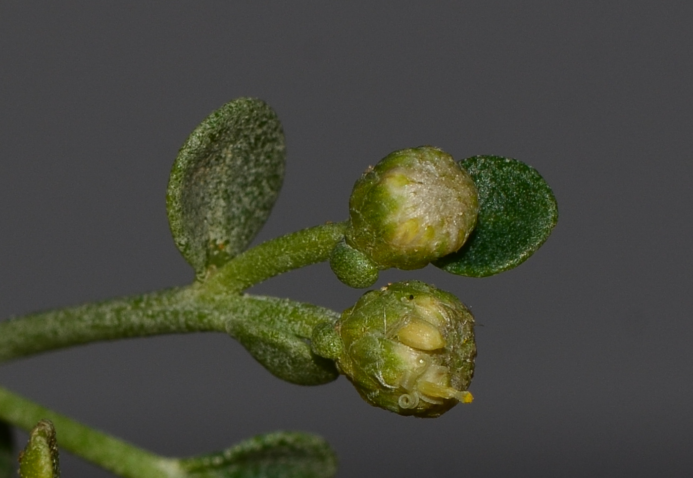 Image of Baccharis pilularis specimen.