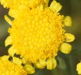 Tanacetum tanacetoides