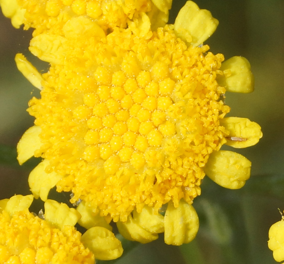 Image of Tanacetum tanacetoides specimen.