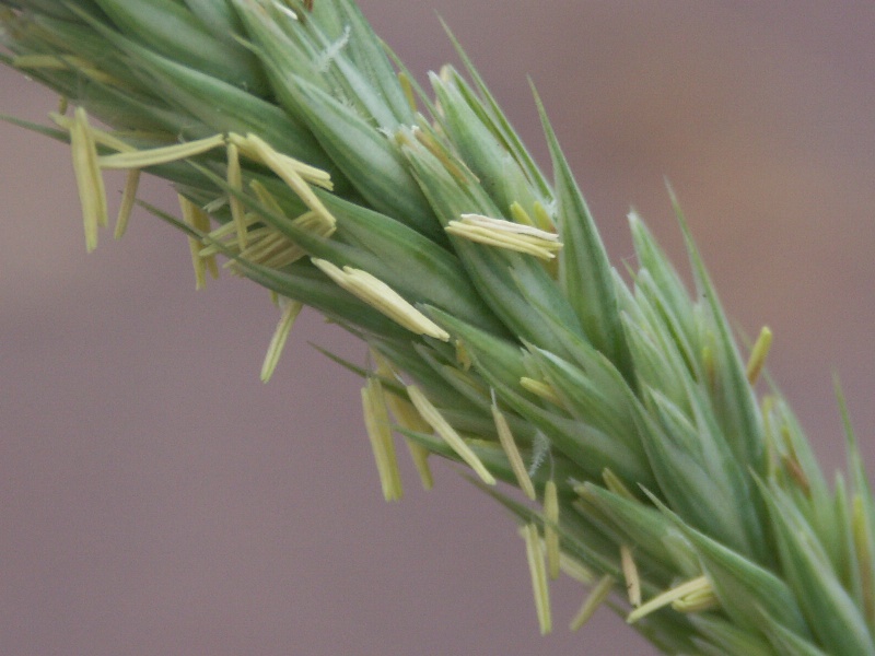 Image of Leymus arenarius specimen.