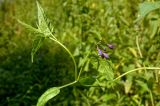 Solanum kitagawae. Верхушка зацветающего побега. Средний Урал, Свердловская обл., левый берег р. Чусовая в р-не подвесного моста к дер. Трека, береговые заросли. 6 августа 2016 г.