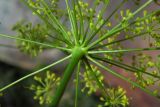 Peucedanum longifolium