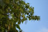 Catalpa bignonioides