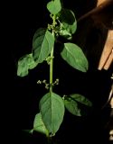 Lipandra polysperma