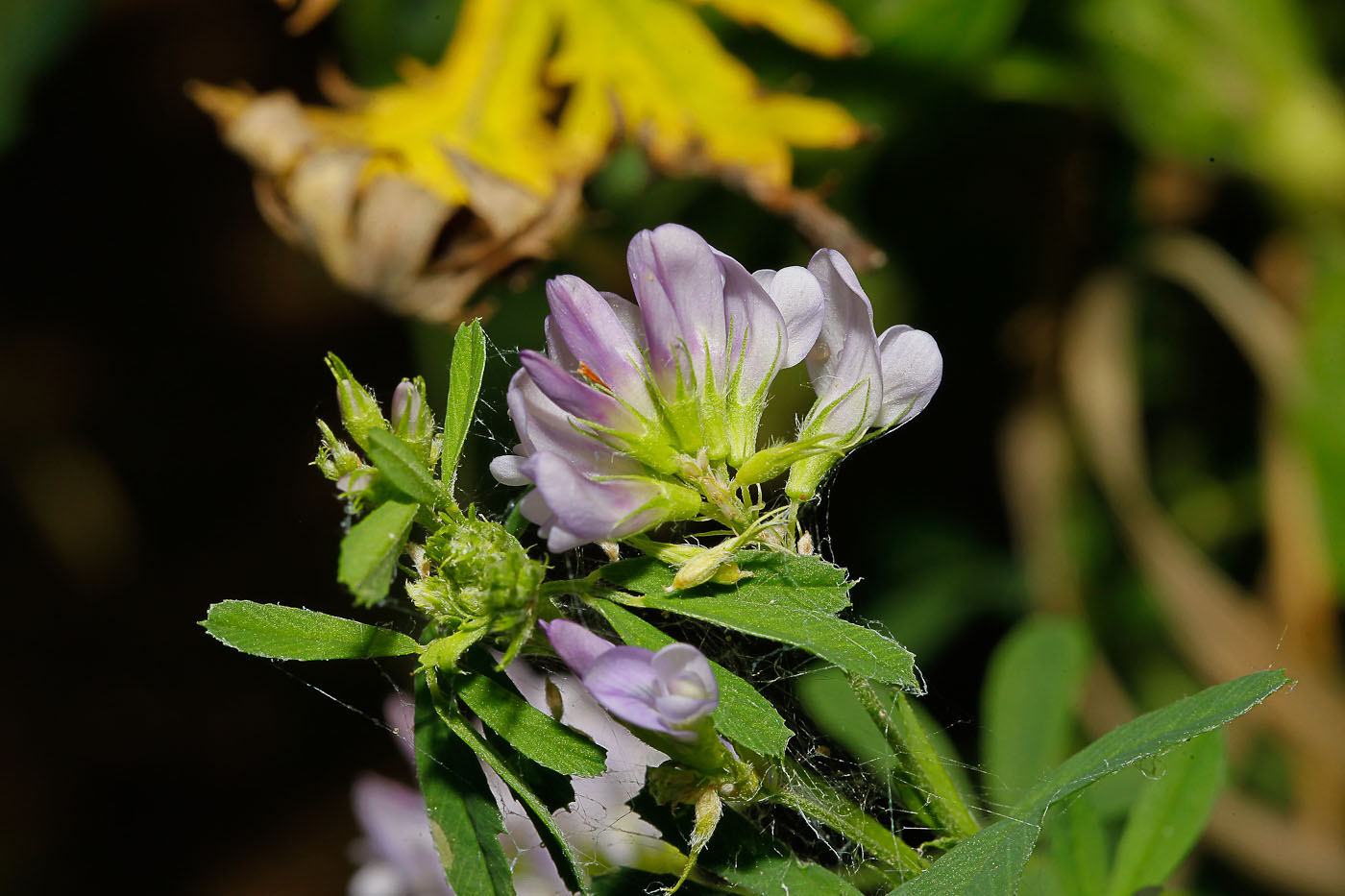 Image of Medicago sativa specimen.