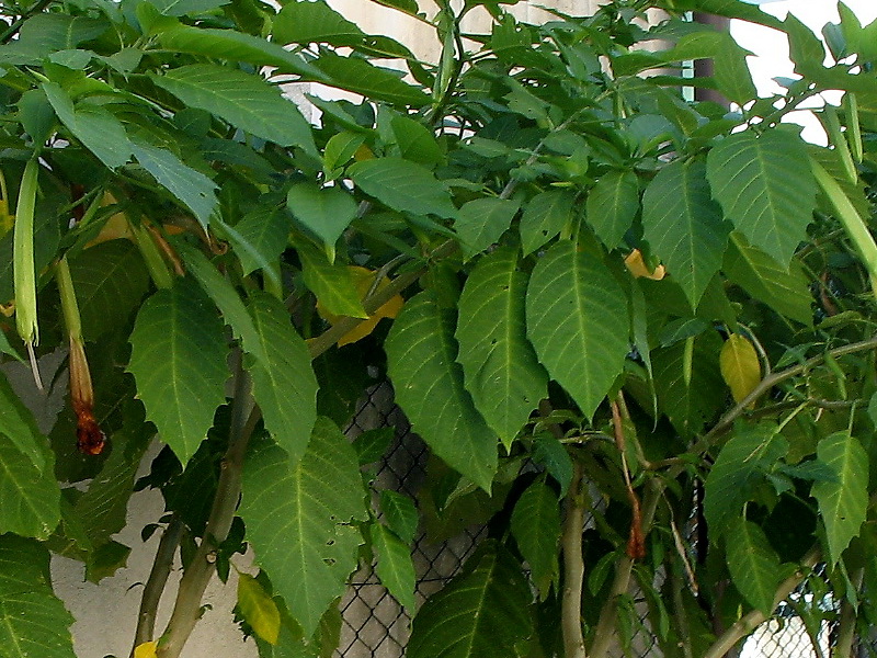 Image of Brugmansia aurea specimen.