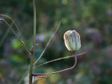 Lilium pilosiusculum. Незрелый плод. Восточно-Казахстанская обл., Маркакольский заповедник. Август 2008 г.