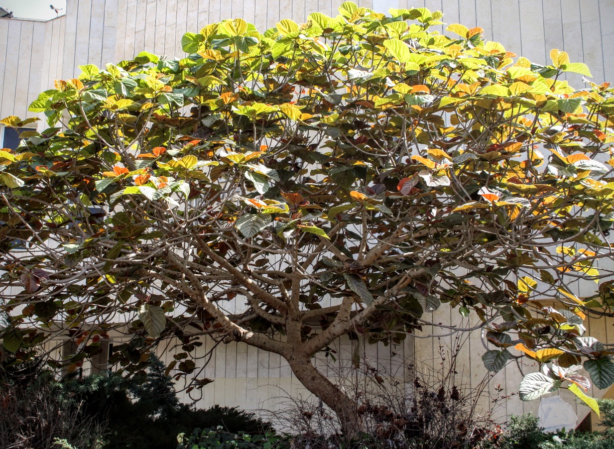 Image of Ficus auriculata specimen.
