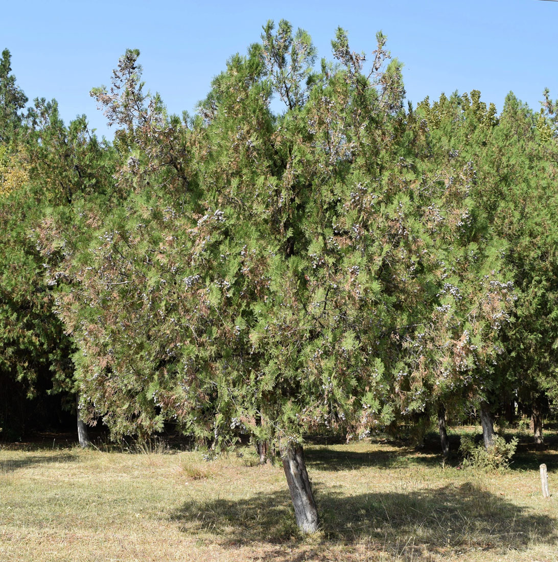 Деревья в ташкенте. Biota orientalis. Platycladus orientalis. Деревья Узбекистана.