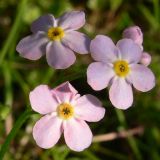 Myosotis palustris
