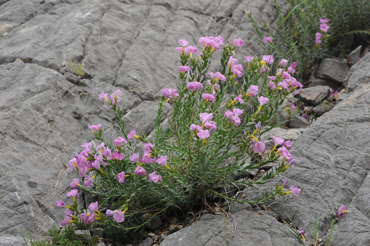 Image of Linum olgae specimen.