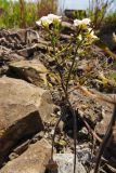 Draba ussuriensis