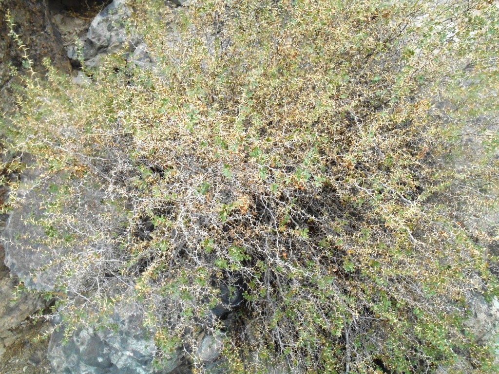 Image of Rosa maracandica specimen.