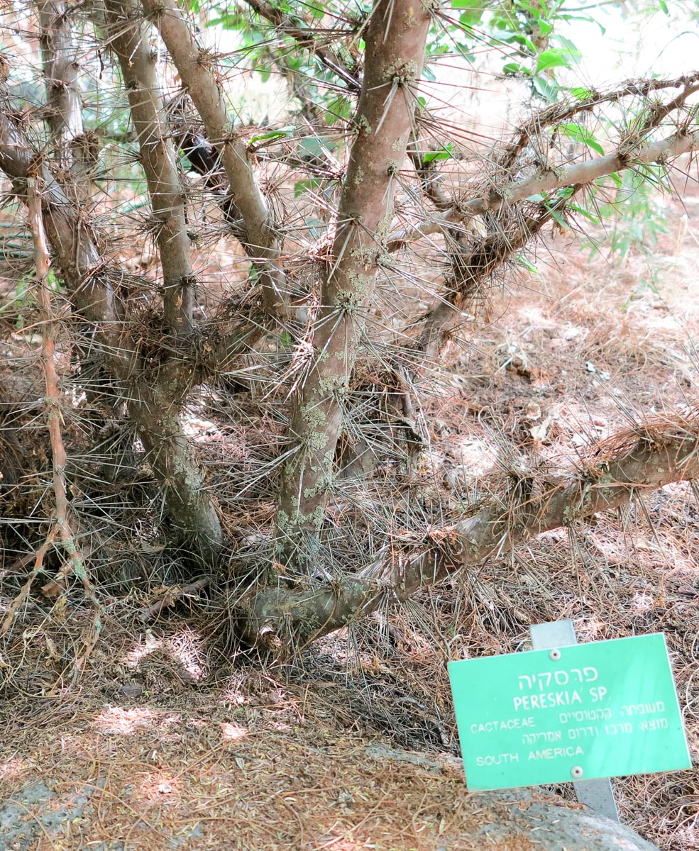 Image of genus Pereskia specimen.