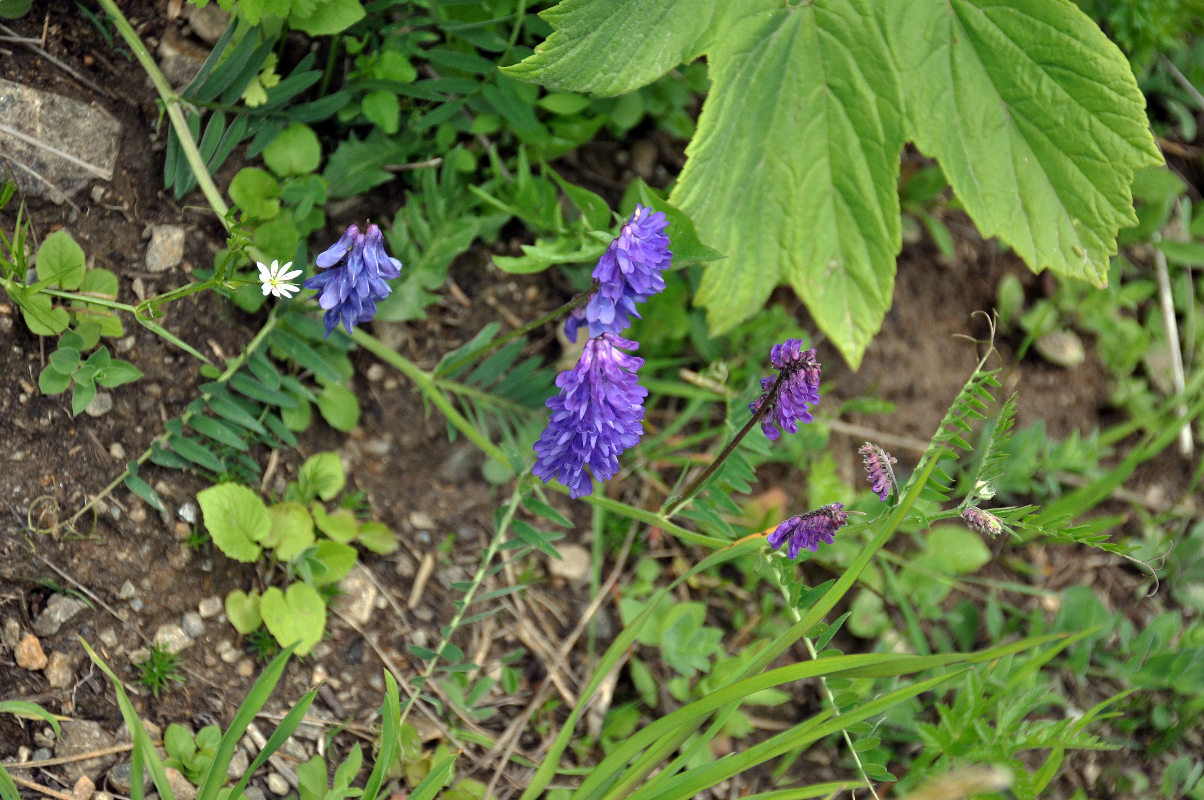 Изображение особи Vicia grossheimii.