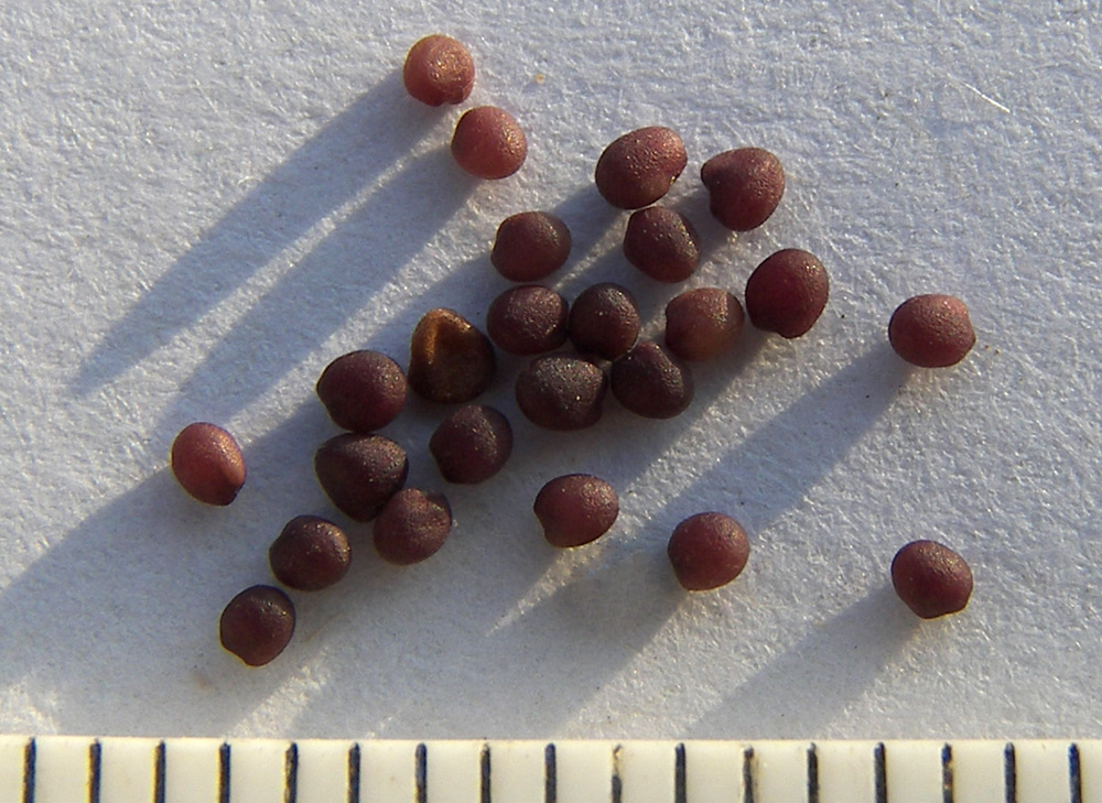 Image of Trifolium diffusum specimen.