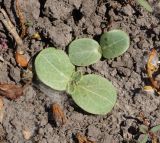 Silybum marianum