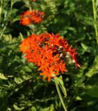 Lychnis chalcedonica