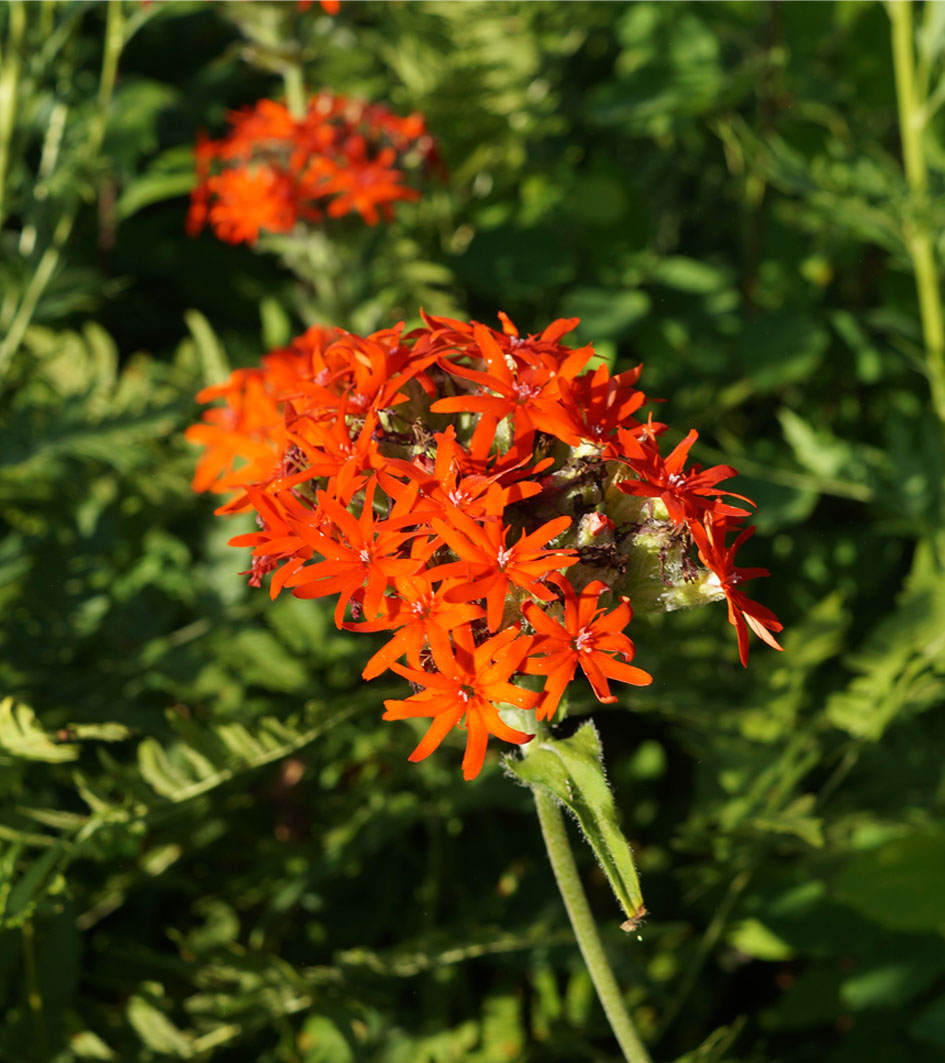 Изображение особи Lychnis chalcedonica.